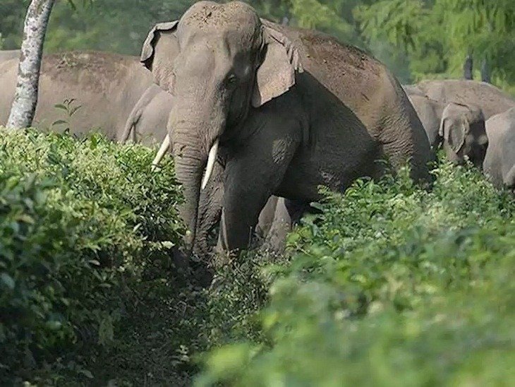 दंतैल हाथी की दस्तक: 10 किमी दायरे के गांवों में हाई अलर्ट; वन विभाग ने जारी की एडवाइजरी